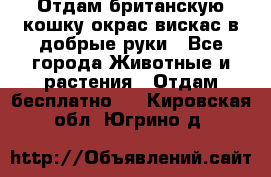 Отдам британскую кошку окрас вискас в добрые руки - Все города Животные и растения » Отдам бесплатно   . Кировская обл.,Югрино д.